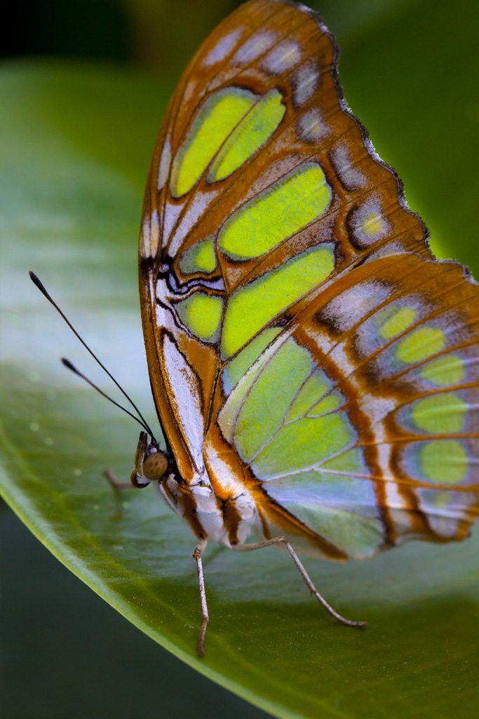 Sayn Bendorf 0044024